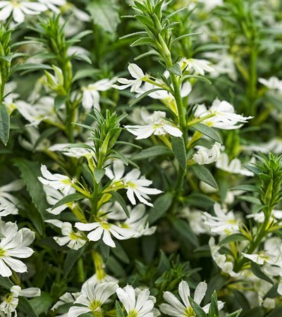 Fan Flower Whirlwind® White