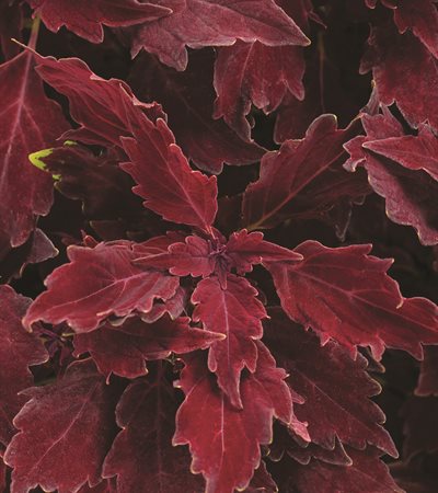 Coleus ColorBlaze® Royale Cherry Brandy®