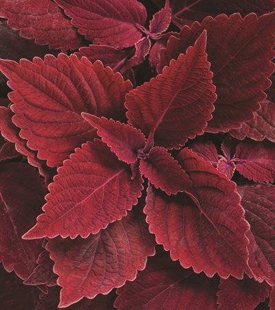 Coleus Colorblaze® Rediculous™