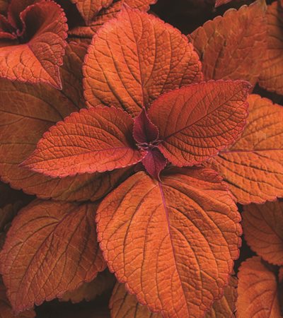 Coleus ColorBlaze® Sedona Sunset™