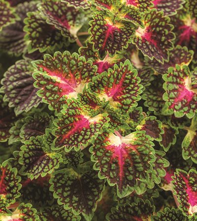 Coleus ColorBlaze® Strawberry Drop