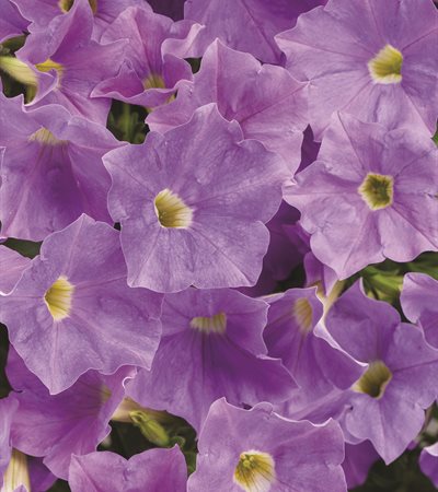 Supertunia® Blue Skies