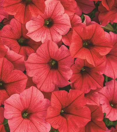 Supertunia Vista® Paradise