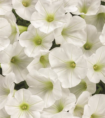 Supertunia® White Charm